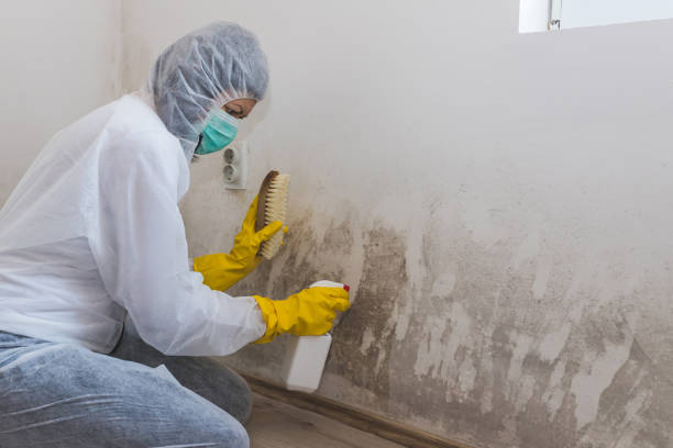 Why you should choose our mold remedi tion services in #city